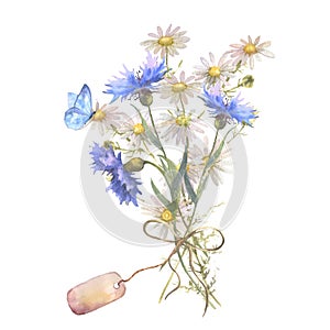 Watercolor botanical illustration, wild flowers bouquet with blue Cornflower herb and chamomile and with butterflies