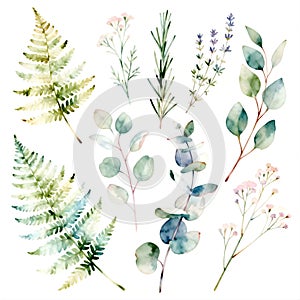 Watercolor botanical illustrations featuring various types of greenery.
