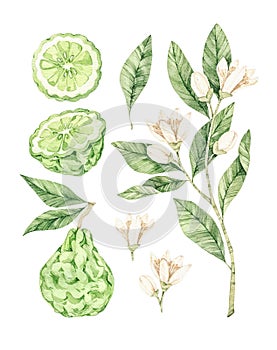 Watercolor botanical illustrations. Fresh bergamot blossom. Citrus bergamia flowers, fruit and leaves collection. Perfect for