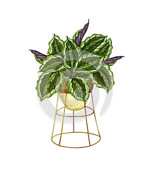 Watercolor botanical illustrations. of potted house plant. Calathea in a pot isolated on white background. Boho plant