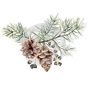 Watercolor botanical set with pine branches, cones and seeds. Hand painted winter holiday plants isolated on white