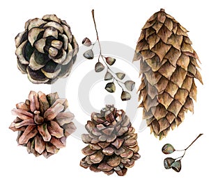 Watercolor botanical set with pine cones and seeds. Hand painted winter holiday plants isolated on white background