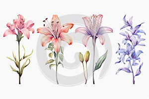 Watercolor Botanicals: Captivating Spring Flower Illustrations