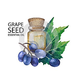Watercolor bottle of essential oil made of grape seed