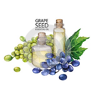 Watercolor bottle of essential oil made of grape seed