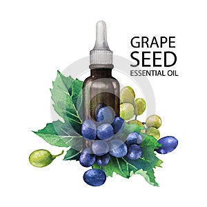 Watercolor bottle of essential oil made of grape seed