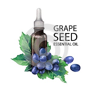 Watercolor bottle of essential oil made of grape seed