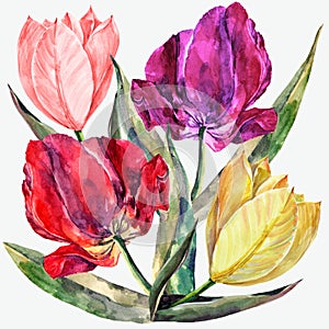 Watercolor bouquet colorful tulips. Floral illustration.