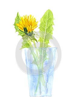 Watercolor bouquet of dandelions and green leaves in a glass beaker, romantic illustration of summer yellow flowers