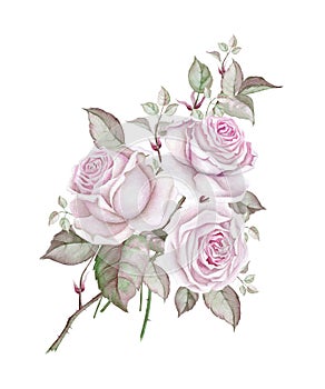 Watercolor bouquet of delicate vintage roses on white