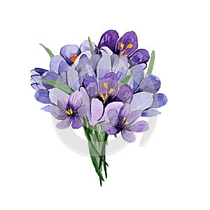 Watercolor bouquet of flowers, blue spring crocuses