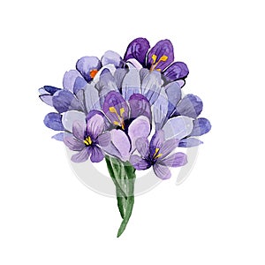 Watercolor bouquet of flowers, blue spring crocuses