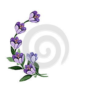 Watercolor bouquet of flowers, blue spring crocuses