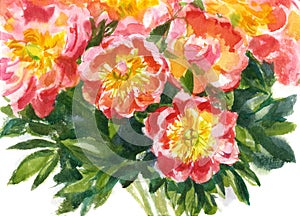Watercolor  bouquet of pink peonies