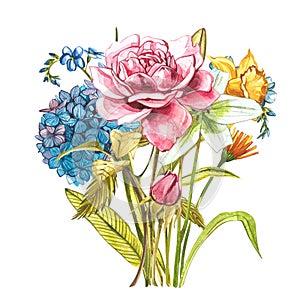 Watercolor bouquet with pink wild roses, hidrungea and Narcissus . Wild flower set isolated on white. Botanical