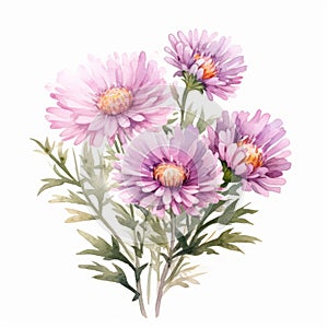 Watercolor Chrysanthemum Flowers: Realistic Illustration On White Background