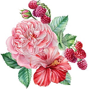 Watercolor Bouquet. Raspberry, rose and hibiscus flowers, botanical illustration