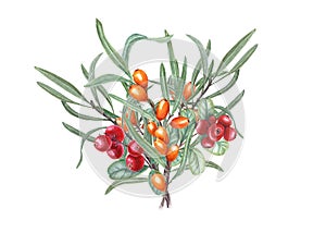 Watercolor bouquet of sea buckthorn isolated on white background. Hand drawn. Ripe red and orange berries on branch with leaves.