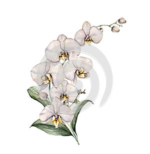 Watercolor bouquet with white orchids. Hand painted tropical card with flowers, branch and leaves isolated on white