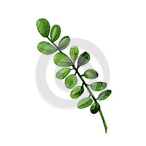 Watercolor boxwood branch with green leaves isolated in white background.