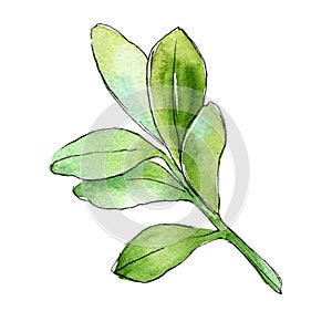 Watercolor boxwood green leaf. Leaf plant botanical garden floral foliage. Isolated illustration element.