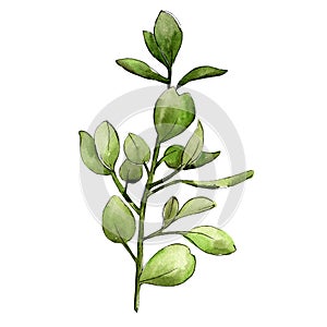 Watercolor boxwood green leaf. Leaf plant botanical garden floral foliage. Isolated illustration element.