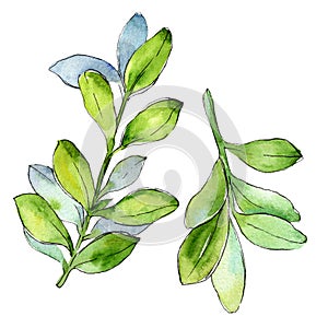 Watercolor boxwood green leaf. Leaf plant botanical garden floral foliage. Isolated illustration element.