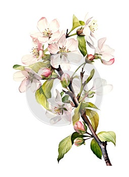 Watercolor branch with apple blossoms.