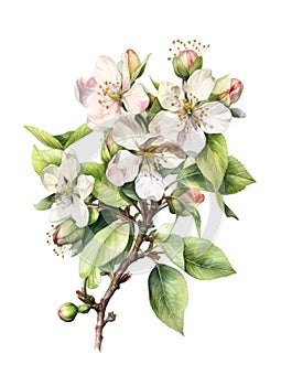 Watercolor branch with apple blossoms.