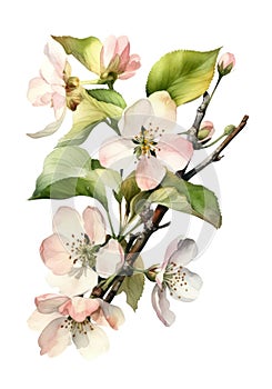 Watercolor branch with apple blossoms.