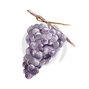 Watercolor branch of blue black grapes Hand draw grapevine illustration isolated on white background