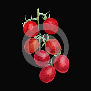 Watercolor branch tomato cherry