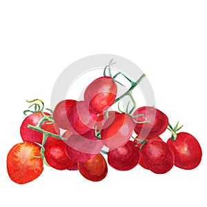 Watercolor branch tomato cherry