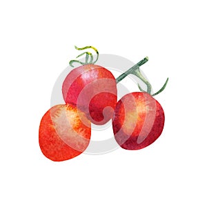 Watercolor branch tomato cherry