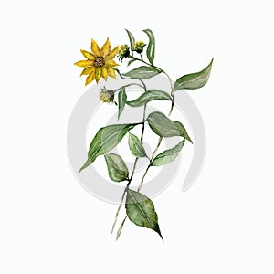 Watercolor branch of yellow heliopsis with green leaves. Isolated flowers. Floral Illustration. Vintage botanic artwork.