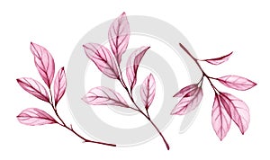 Watercolor branches with pink leaves. Transparent abstract plant isolated on white. Hand painted artwork with purple