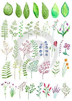 Watercolor Branches and Plants