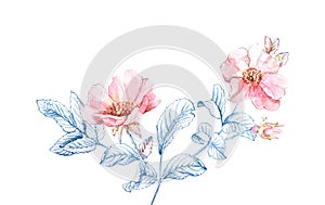 Watercolor Briar branch sketch. Big flowers and blue ink leaves. Botanical hand drawn illustrationon isolated on white