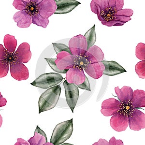 Watercolor briar flowers, leaves. Seamless pattern. Botanical illustration. Isolated on white