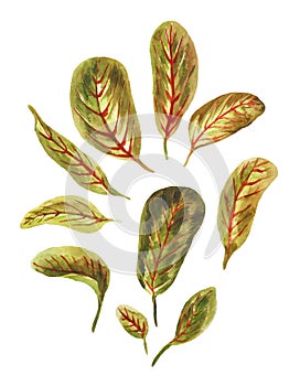 Watercolor bright leaves of arrowroot