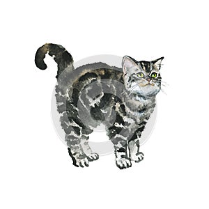 Watercolor british shorthair cat