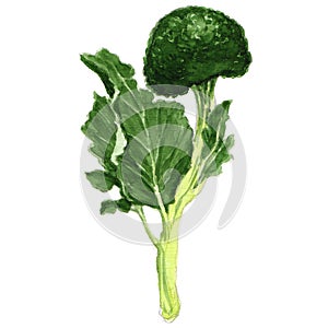 Watercolor broccoli isolated on white background