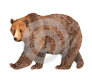 Watercolor brown bear animal illustration isolated