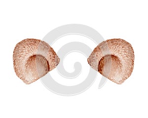 Watercolor brown bear ears isolated on white background