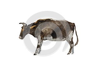 Watercolor brown bull standing. Original farm animal illustration isolated on white background