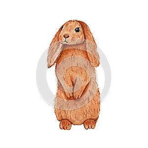 Watercolor brown bunny isolated on white background