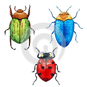 Watercolor bug beetle