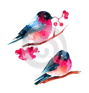 Watercolor bullfinch and ashberry