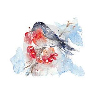 Watercolor bullfinch and ashberry isolated in a white background.
