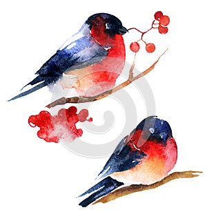 Watercolor bullfinch and ashberry photo